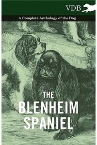 Blenheim Spaniel - A Complete Anthology of the Dog -