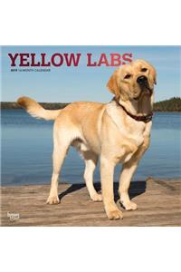 Labrador Retrievers, Yellow 2019 Square Foil