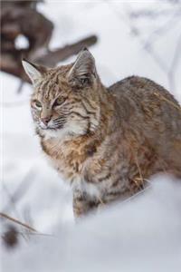 Lynx in the Snow Journal