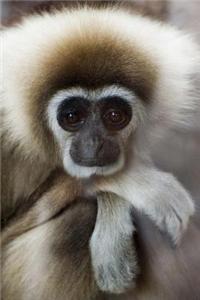 Portrait of a White-Handed Gibbon Journal