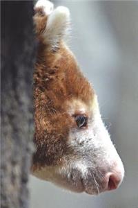 Huon Tree Kangaroo Journal
