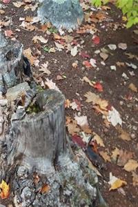 Journal Fall Foliage Leaves Ground Tree Stump