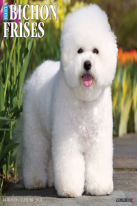 Just Bichons Frises 2021 Wall Calendar (Dog Breed Calendar)