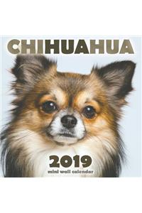 Chihuahua 2019 Mini Wall Calendar