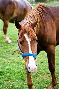2020 Weekly Planner Horse Photo Equine Wet Chestnut 134 Pages