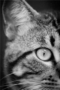 Cat Journal