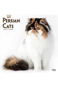 Persian Cats 2019 Square Wall Calendar