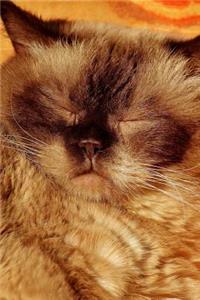 British Shorthair Cat Trying to Take a Nap Journal