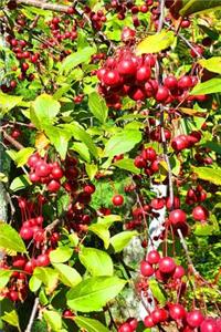 Journal Tree Green Leaves Red Berries