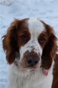Welsh Springer Spaniel Journal