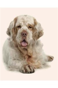 Clumber Spaniel