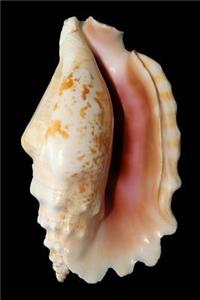 Beautiful Cream and Pink Knobbed Conch Seashell Journal