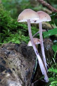 Mushrooms in the Woods Journal