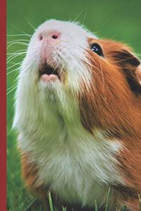 Guinea Pig Says