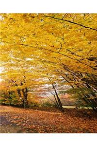 School Composition Book Fall Foliage Walking Path 130 Pages