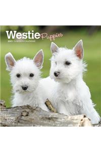 West Highland White Terrier Puppies 2021 Mini 7x7