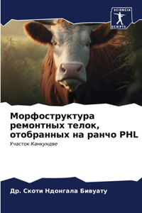 Морфоструктура ремонтных телок, отобранн
