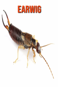 Earwig