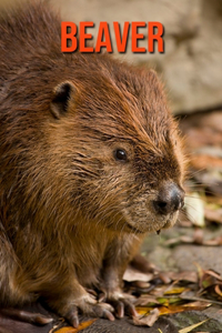 Beaver