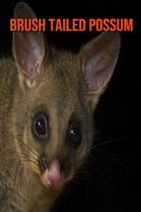 Brush Tailed Possum