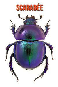 Scarabée