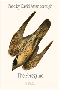 Peregrine