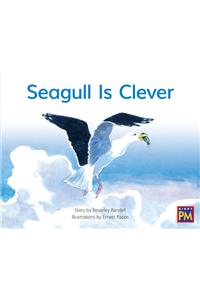 Seagull Is Clever