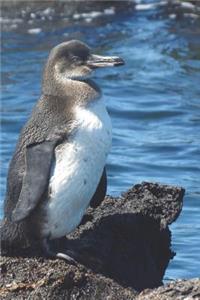 Galapagos Penguin Journal