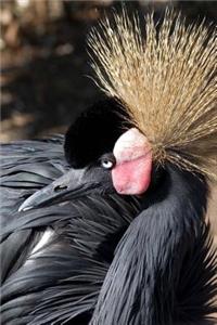 East African Crowned Crane Portrait Bird Journal
