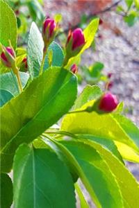 Flowering Tree Leaves Flower Buds Journal