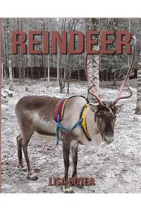 Reindeer