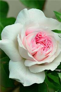 Beautiful White and Pink Rose Bloom Journal