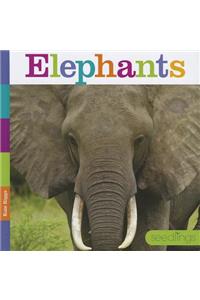 Elephants