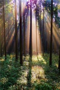 Sunlight Shining into a Japanese Forest Journal