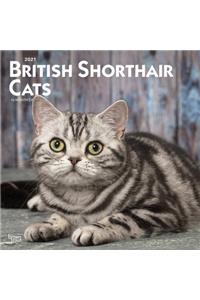 British Shorthair Cats 2021 Square Btuk