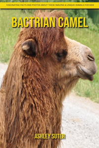 Bactrian camel