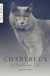 Chartreux: Cat Breed Complete Guide