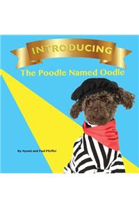 Introducing the Poodle Named Oodle