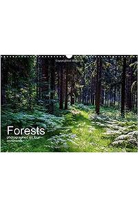 Forests Photographed on Four Continents 2017