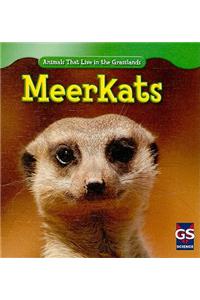 Meerkats