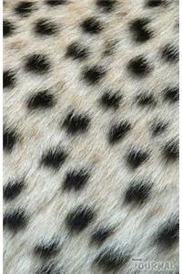 Cheetah Journal
