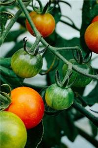 Heirloom Tomatoes