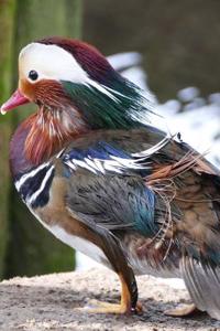 Mandarin Duck Staring at the Water Journal
