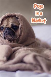 Pugs in a Blanket