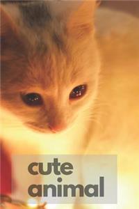 Cute Animal