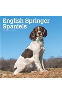 English Springer Spaniels International Edition 2020 Square Btuk