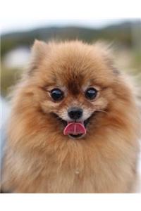 Daily Organizer and Planner