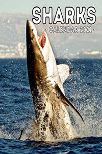 Sharks Calendar 2021
