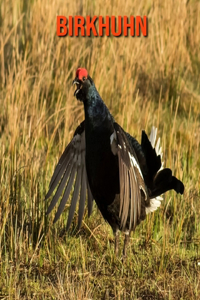 Birkhuhn