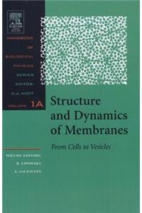 Structure and Dynamics of Membranes, 1